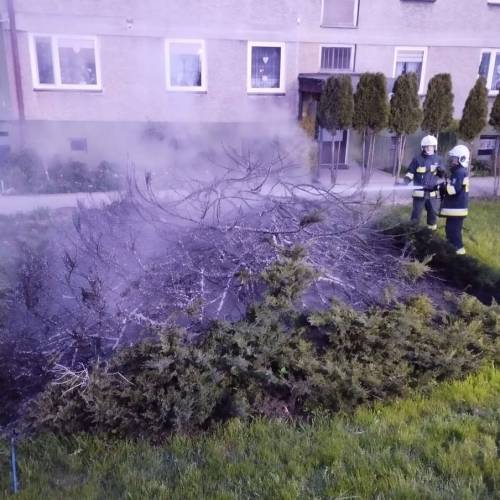 13. Zalesie Śląskie – Pożar krzewów ozdobnych